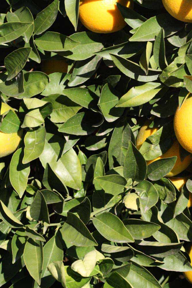            Sun leaves (Riverside, CA)   